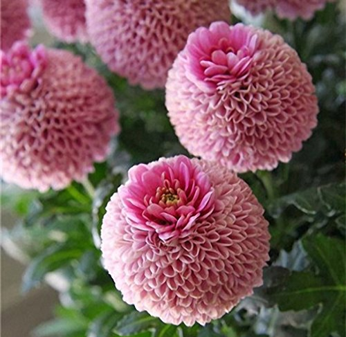 100 PCS Giant Allium Giganteum Globemaster Beautiful Flower Seeds