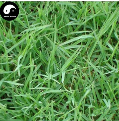 Cynodon Dactylon Grass Semente 500pcs Plant Garden Lawn Grass Cynodon