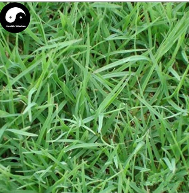 Cynodon Dactylon Grass Semente 500pcs Plant Garden Lawn Grass Cynodon