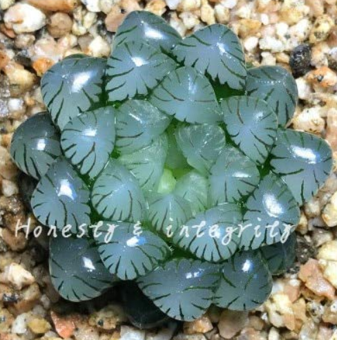 100 Pcs Rainbow YuLu Bonsai, Potted Succulents Fleshy Shining Green Plants Haworthia Cooperi Yulu Flower Bonsai Lithops Pseudotr - (Color: 14)