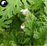 Semente 200pcs Plant Herb Insect Repellent Grass