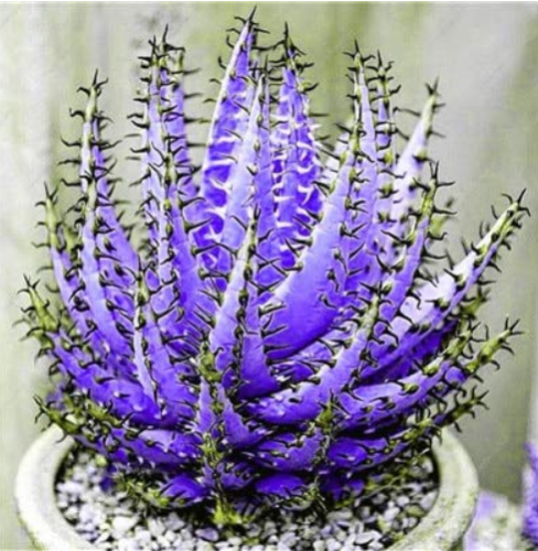200 Pcs Rainbow Aloe Bonsai Mixed Excellent Succulent Plants Aloe Vera Plants Succulentas Rare Flower Plants Home Garden Bonsai - (Color: 8)