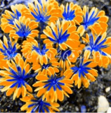 200 Pcs/Lot Oxalis Versicolor Flowers Bonsais So Beautiful World's Rarest Flowers for Garden Home Planting Flowers Planta Decor