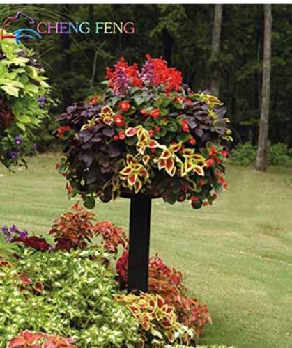 BELLFARM Coleus Seeds, 100 Seeds / Pack, Rainbow Colorful Dragon Ornamental Herb Plants