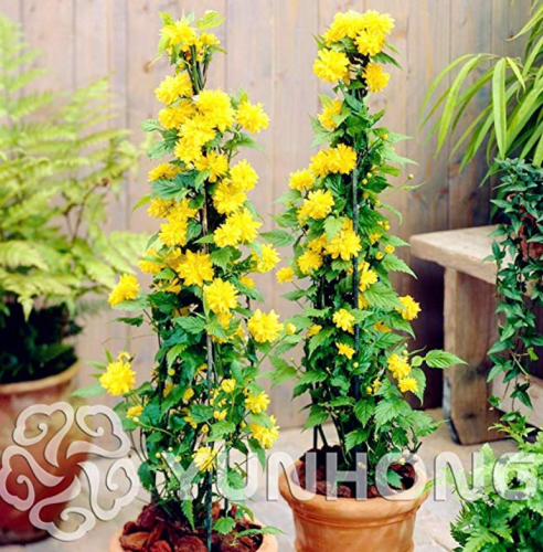 50pcs Garden Flower Bonsai Kerria Japonica Sophora Japonica Flowering Tree Bonsai Flowers Sweet Fragrant Planting
