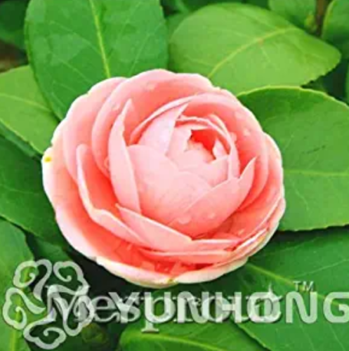 Golden Yellow Rare Camellia Nitidissima Bonsai 50PCS, Magical Oriental Yellow Camellia Shrub Bonsai, Theaceae Family Bonsai - (Color: 5)