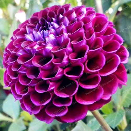 30 Pcs/Bag Mix Color Dahlia Flower Bonsai Flower Bonsai Plant for Home Garden Chinese Peony Garden Plant