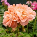 Rare Geranium Bonsai Apple Blossom Rosebud Pelargonium Hortorum Perennial Flower Hardy Plant Bonsai Potted Plant 20 Pcs