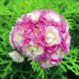 Rare Geranium Bonsai Apple Blossom Rosebud Pelargonium Hortorum Perennial Flower Hardy Plant Bonsai Potted Plant 20 Pcs
