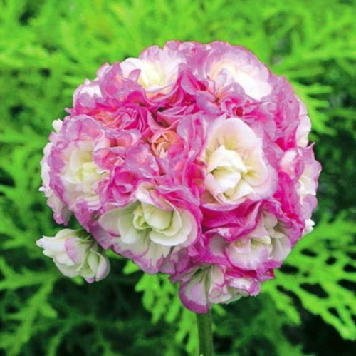 Rare Geranium Bonsai Apple Blossom Rosebud Pelargonium Hortorum Perennial Flower Hardy Plant Bonsai Potted Plant 20 Pcs