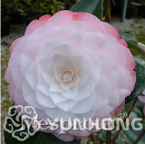 Golden Yellow Rare Camellia Nitidissima Bonsai 50PCS, Magical Oriental Yellow Camellia Shrub Bonsai, Theaceae Family Bonsai - (Color: 5)