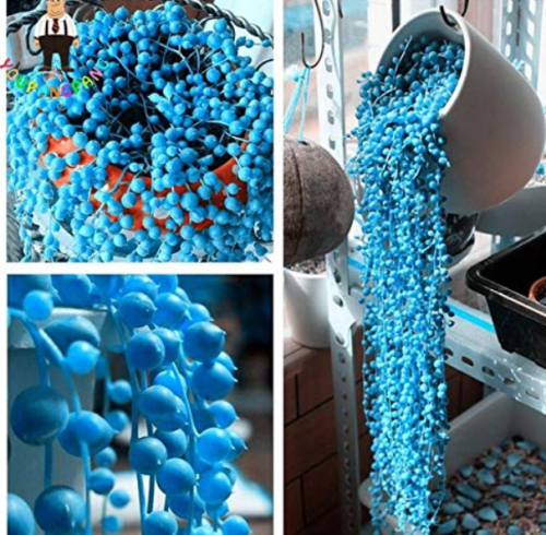 300pcs Succulents Flower Plants Beautiful Rare planta for a perenial Garden Bonsai Tree Plant for Home - (Color: Sky Blue)
