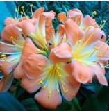1PCS Medium Flower Real Bowl clivia pots Bonsai Garden Blooming Plants Happy Farm HMJ-16 