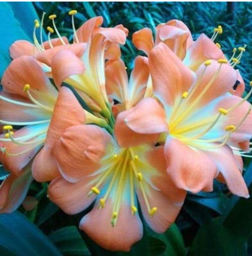 1PCS Medium Flower Real Bowl clivia pots Bonsai Garden Blooming Plants Happy Farm HMJ-16 
