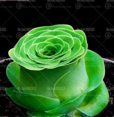 200pcs Mountain Rose Succulents Bonsai Plants Perennial Indoor Succulent Plant for Home Garden Flower Plants