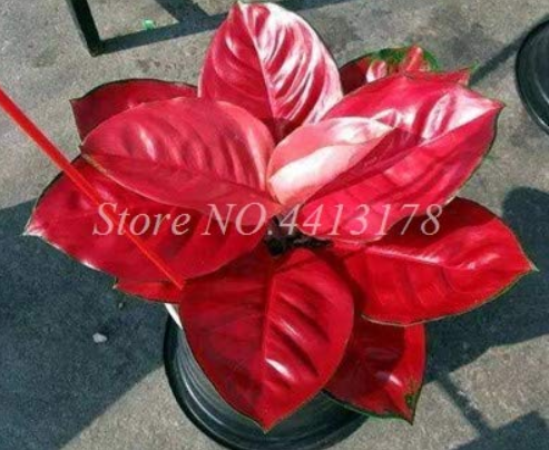 Beautiful Aglaonema 'Pink Dud' Mosaic Plants Flower Rare Living Rooms Bonsai Outdoor Garden Greenhouse Mini Potted 100 Pcs - (Color: 12)