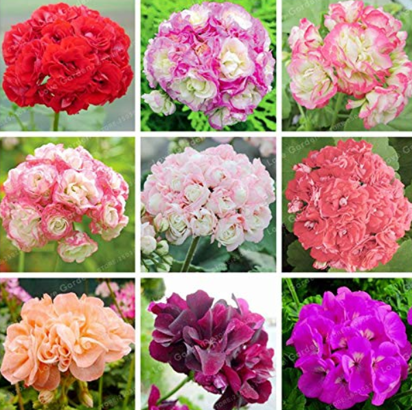 Rare Geranium Bonsai Apple Blossom Rosebud Pelargonium Hortorum Perennial Flower Hardy Plant Bonsai Potted Plant 20 Pcs - (Color: Mix)