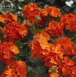 New Geranium Maverick Orange Perennial Flower 10+ Seeds