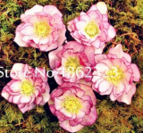 100 pcs/Bag Unique Mixed Colors Japanese Bonsai Potted,Helleborus Flower Plants,Easy to Grow,Plant for Decorate Garden - (Color: 1)