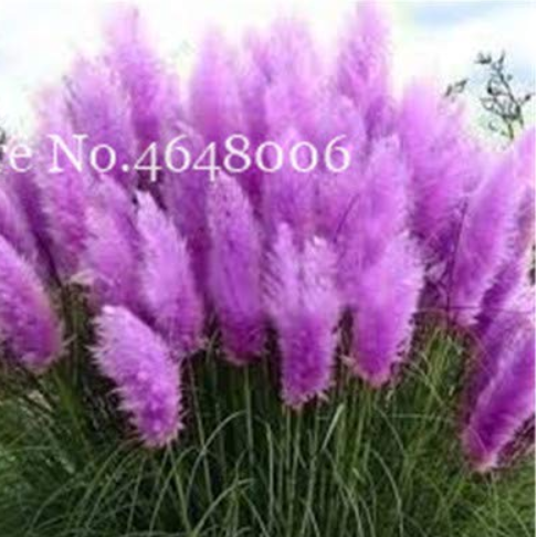 300 Pcs Colorful Pampas Grass Cortaderia Bonsai, Very Beautiful Garden Flower Plants Cortaderia Selloana Decorative for Home 