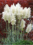 300 Pcs Colorful Pampas Grass Cortaderia Bonsai, Very Beautiful Garden Flower Plants Cortaderia Selloana Decorative for Home 