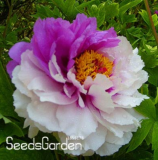 Chinese Rare and Precious Species of Blue Peony Flower Bonsai 10 Pcs/lot