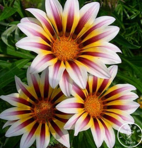 Gazania Bonsai Multicolor Mixed Plant Beautiful Gazania Flower Garden, 100pcs/Lot,#P92193 - (Color: 12)