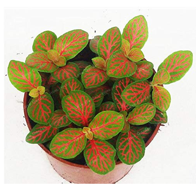 Fittonia Verschaffeltii Bonsai Mini Easy Planting Balcony Fun Indoor Potted Flowers Bonsai DIY Home Garden Flower 100 Pc