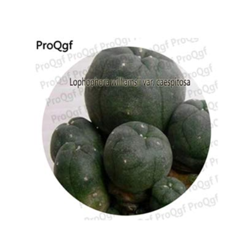 25Pcs A Set Cactus Lobivia Peruviana Hendriksenianus oreocereus Articulata Denegrii Notocactus Esmeraldana Monvillea - (Color: Lophophora Williamsi)
