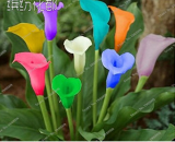 100 Pcs Rainbow Calla Lily Plants Flower Plant Plants Seed Indoor Plants Flowers Seed Home Garden Semillas Flowers seedlings 