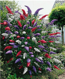 50 MIXED BUTTERFLY BUSH BUDDLEIA DAVIDII SEEDS 