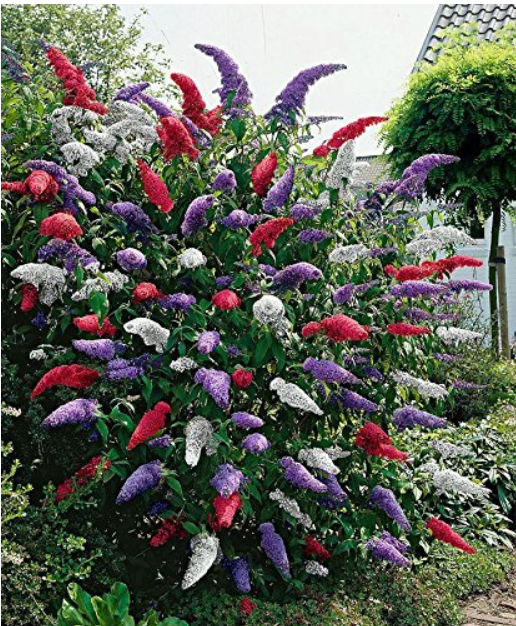 50 MIXED BUTTERFLY BUSH BUDDLEIA DAVIDII SEEDS 