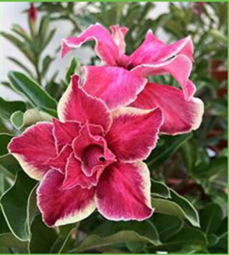 Beautiful White Borde rRed Desert Rose Flowers Potted Bonsai Potted Home Garden Flowers Plants Adenium Obesum 1 PCS