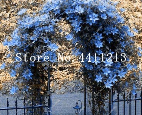 100 pcs/Bag Rare Climbing Jasmine Flower White Jasmine Bonsai Fragrant Plant Arabian Jasmine Bonsai Plant Home Garden - (Color: 3)