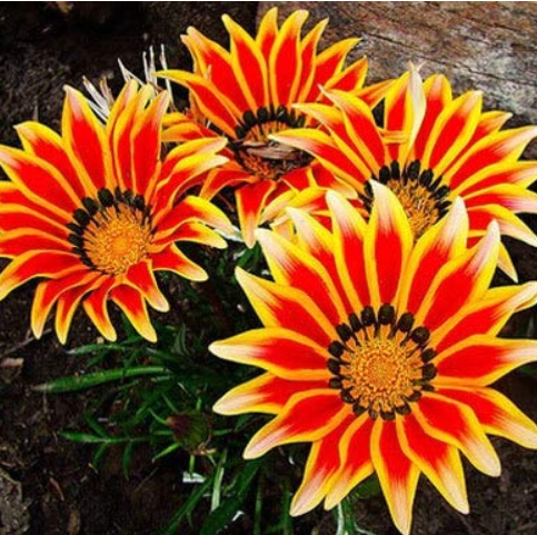 Gazania Potted Bonsai, Gazania Flower Bonsai, Variety Complete, The Budding Rate 99% Mixed Colors - 20Pcs / Bag - (Color: 6)