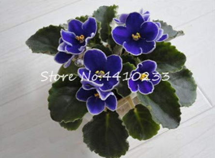50 Pcs Mini Bonsai Violet Plants Colorful Rare African Flower for Garden Perennial Herb Indoor Matthiola Incana Plants - (Color: p)