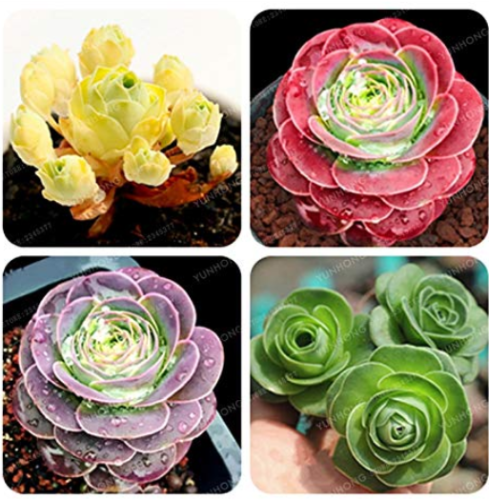 Mountain Rose100 Pcs Green Rose Garden Greenovia Flower Plant Bonsai Succulent Plant Meaty Plant Flower Bonsai Semillas - (Color: Mix)