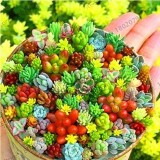 200pcs Rare Beauty Succulents Plants Easy to Grow Potted Flower Plantas Bonsai floresling for Home & Garden