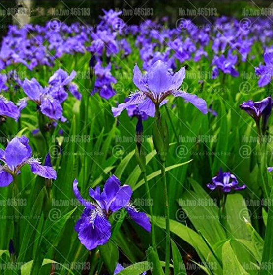 20pcs Iris Bonsai Irises Flower Bonsai Perennial Beautiful Flowering Potted Plants Flower-de-luce for Home Garden Flower Plants - (Color: 2)
