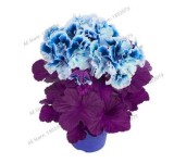 20PCS Deep Red Geranium Bonsai Pretty Charming Flower Garden Pelargonium Peltatum Plant Easy Grow
