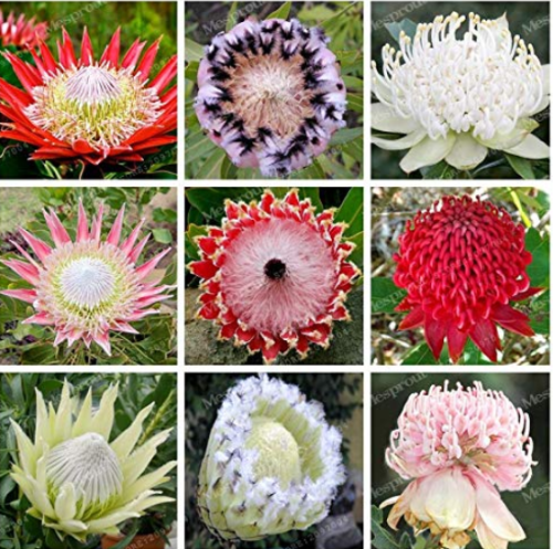50 Bonsai/Pack Fresh Rare Protea Cynaroides Bonsai Easy Planting Rare Bonsai Flower Bonsai Variety Complete (Mixed Color) - (Color: Mix)