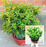 100 Pcs Aglaia Odorata Bonsai Rare Balcony Potted Plant Flower Bonsai Elegant Flower Plant Garden Plants