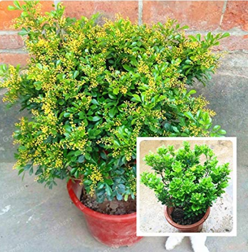100 Pcs Aglaia Odorata Bonsai Rare Balcony Potted Plant Flower Bonsai Elegant Flower Plant Garden Plants