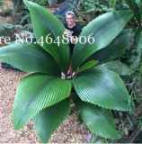 100 Pcs/Bag Purple Travelers Palm Flores Bonsai, Ravenala Madagascariensis Chinese Fan Palm Plant,Tall Evergreen Tree 