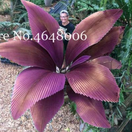 US$ 1.89 - 100 Pcs/Bag Purple Travelers Palm Flores Bonsai, Ravenala  Madagascariensis Chinese Fan Palm Plant,Tall Evergreen Tree -  www.deargogo.com
