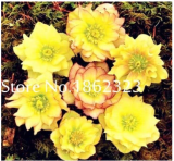 100 pcs/Bag Unique Mixed Colors Japanese Bonsai Potted,Helleborus Flower Plants,Easy to Grow,Plant for Decorate Garden