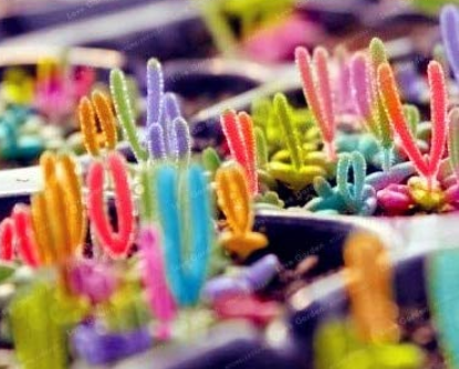 100 Bonsai Monilaria Obconica Bunny Bonsai Succulents Bonsai Rabbit Shape Bonsai Plants for Home Garden Easy to Grow - (Color: Mix)