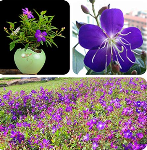 Rare Tibouchina Seecandra Bonsai Potted Plants Flowers Bonsai 100 Pcs/Pack Flowers Bonsai for Home Garden Planting Potted Plant