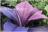 100 Pcs/Bag Purple Travelers Palm Flores Bonsai, Ravenala Madagascariensis Chinese Fan Palm Plant,Tall Evergreen Tree 