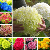 20pcs/Bag Hydrangea Bonsai Mixed Color Japan Hydrangea Bonsai Viburnum Potted Plant for Home & Garden,#SM2ZDH - (Color: Mix)